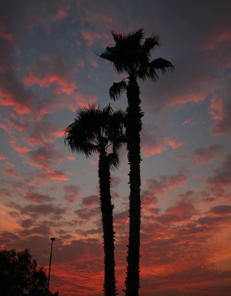 Palm Trees at Twilight